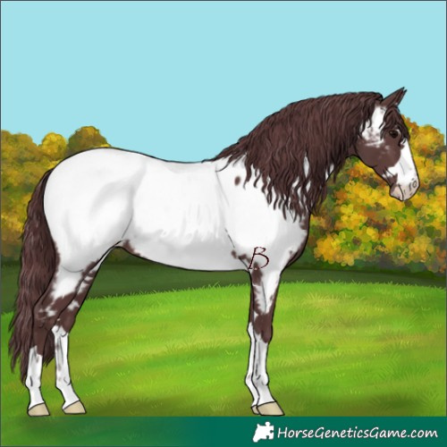 Horse Color:Chocolate Black Appaloosa 