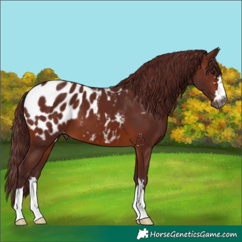 Horse Color:Gray Chocolate Bay Appaloosa 