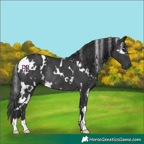 Horse Color:White Spotted Black Rabicano 