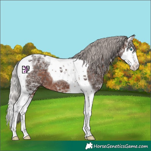 Horse Color:Silver Brown Ice Splash Tobiano 