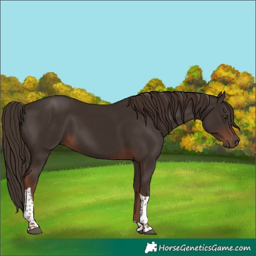 Horse Color:Liver Chestnut Tobiano 