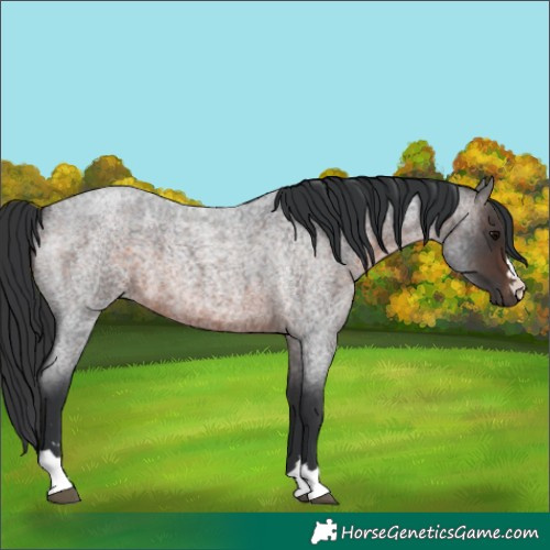 Horse Color:Brown Roan 