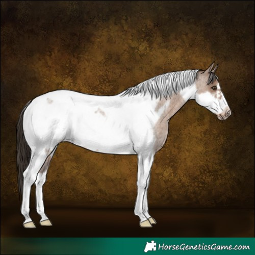 Horse Color:Liver Red Dun Roan Tobiano Frame 