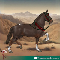 Horse Color:Liver Chestnut Tobiano