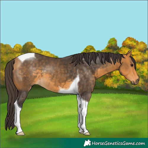 Horse Color:Buckskin Tobiano 