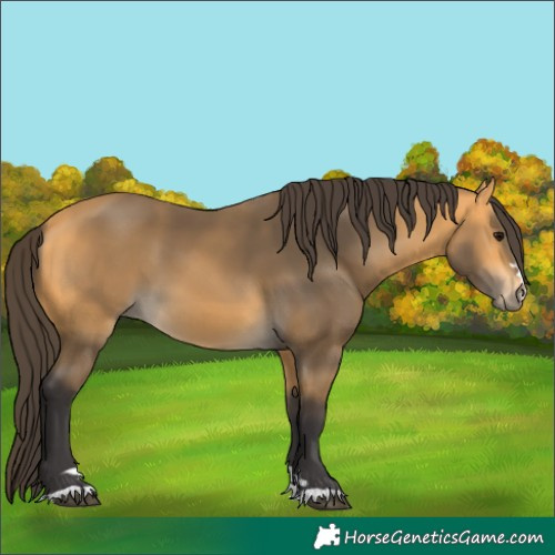 Horse Color:Buckskin 