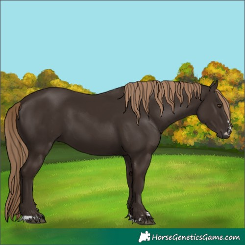 Horse Color:Liver Chestnut 