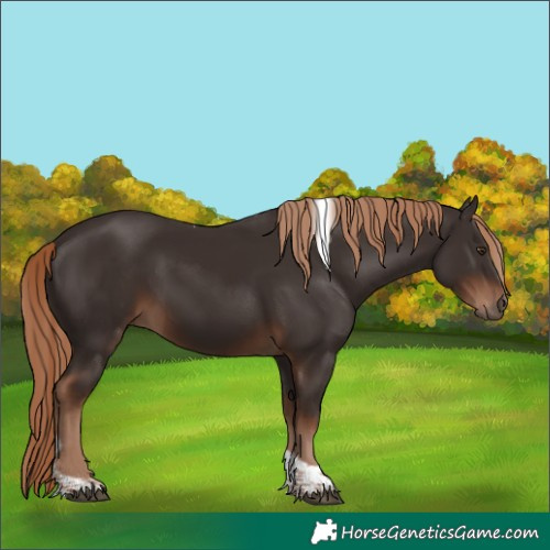 Horse Color:Liver Chestnut Tobiano