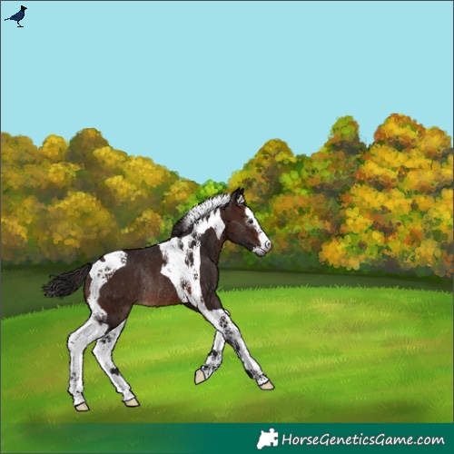 Horse Color:Gray Bay Splash Tobiano Rabicano 
