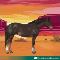 Horse Color:Liver Chestnut Tobiano 