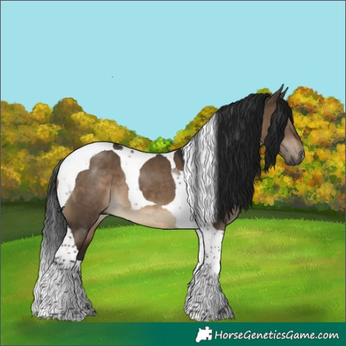 Horse Color:Gray Brown Dun Tobiano 