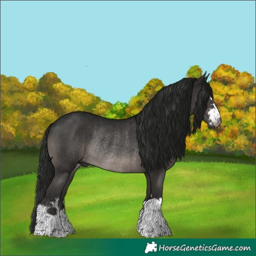 Horse Color:Gray Black Rabicano 