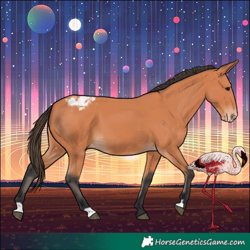 Horse Color:Bay Appaloosa 