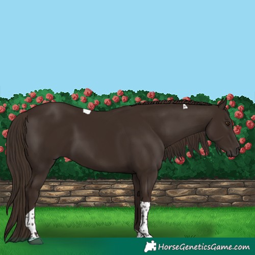 Horse Color:Liver Chestnut Tobiano 