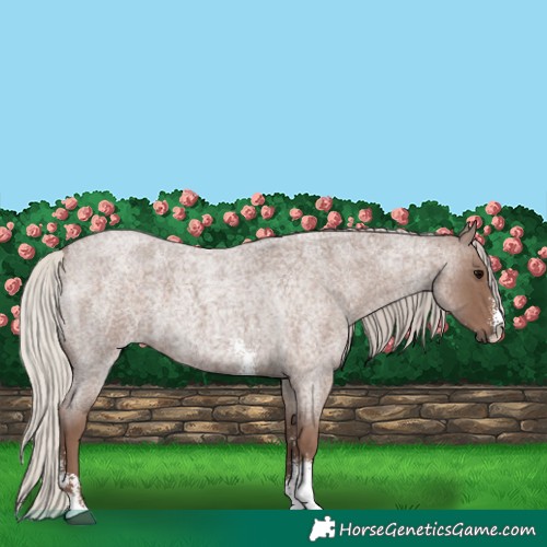 Horse Color:Silver Blue Roan Sabino 