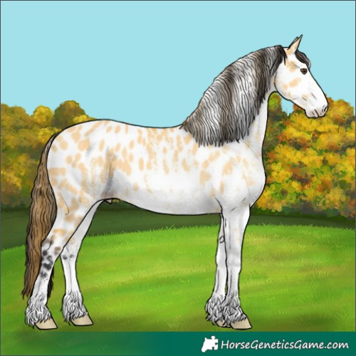 Horse Color:White Spotted Buckskin Dun Appaloosa 
