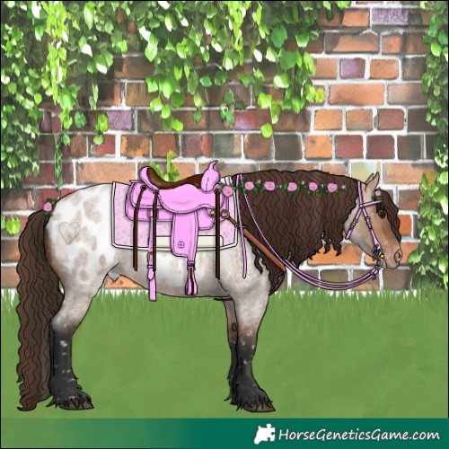 Horse Color:Bay Roan Dun Appaloosa 