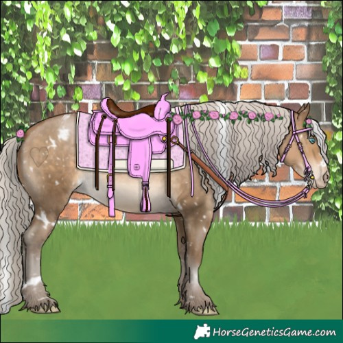 Horse Color:Gray White Spotted Silver Buckskin Pearl Appaloosa 