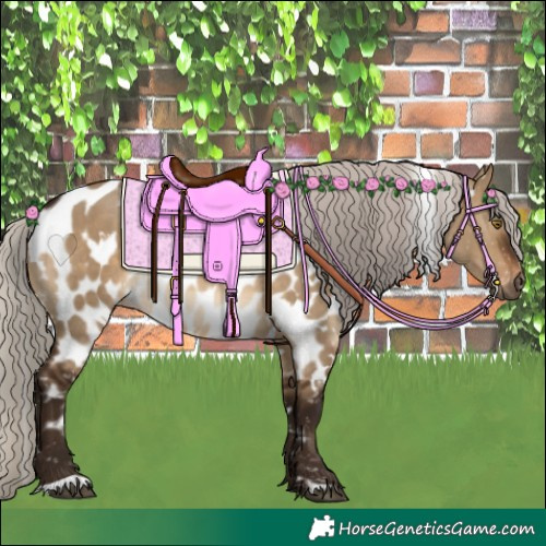 Horse Color:Gray White Spotted Silver Bay Dun Appaloosa Rabicano