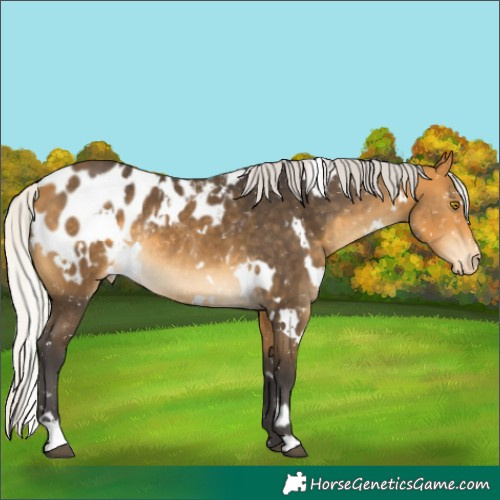 Horse Color:White Spotted Silver Buckskin Appaloosa Rabicano 