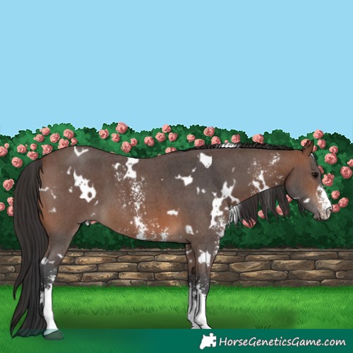 Horse Color:White Spotted Brown Sabino 