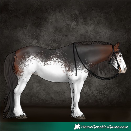 Horse Color:White Spotted Bay Sabino 