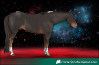 Horse Color:Liver Chestnut Tobiano