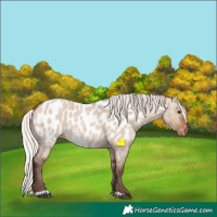 Horse Color:Silver Brown Roan Dun Near Leopard