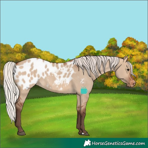Horse Color:Silver Brown Dun Appaloosa 