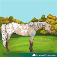Horse Color:Silver Brown Dun Blanket