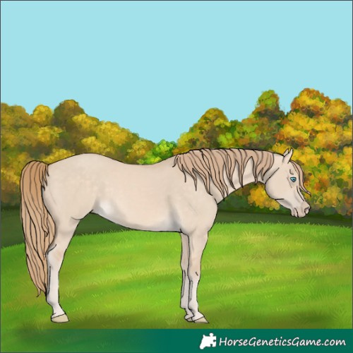 Horse Color:Perlino Dun