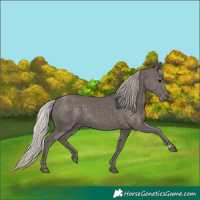 Horse Color:Silver Black