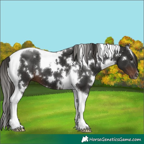 Horse Color:White Spotted Liver Chestnut Tobiano 
