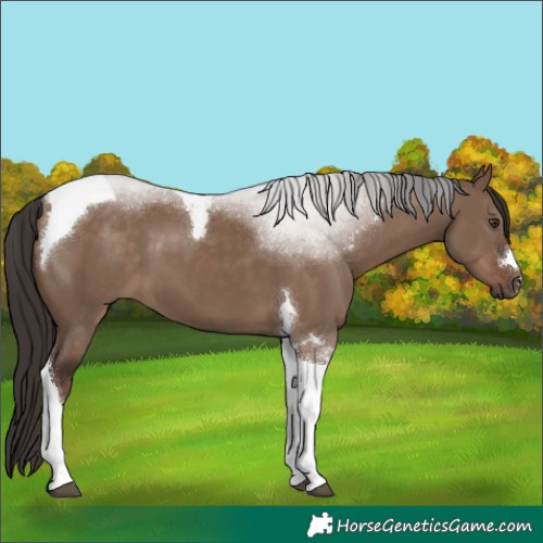 Horse Color:Liver Red Dun Tobiano