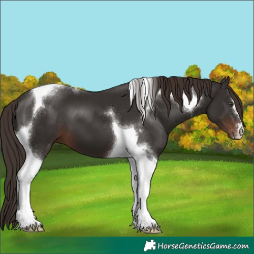Horse Color:Liver Chestnut Tobiano 