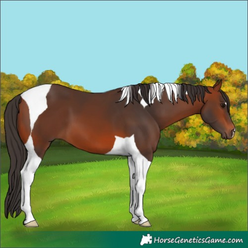 Horse Color:Bay Tobiano 