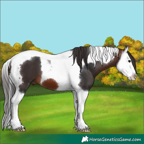 Horse Color:Brown Splash Tobiano 