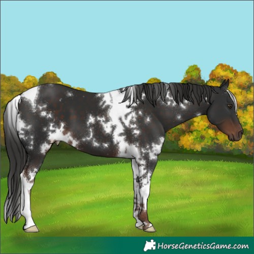 Horse Color:White Spotted Liver Chestnut Tobiano 