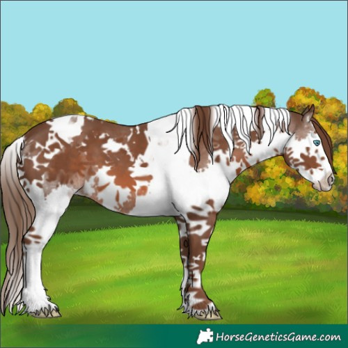 Horse Color:White Spotted Liver Chestnut Splash Tobiano 