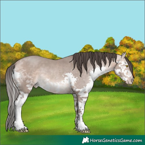 Horse Color:Amber Champagne Splash