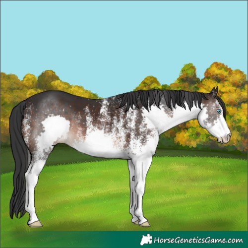 Horse Color:White Spotted Brown Splash 