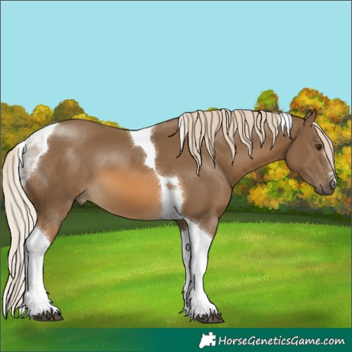Horse Color:Chocolate Palomino Tobiano