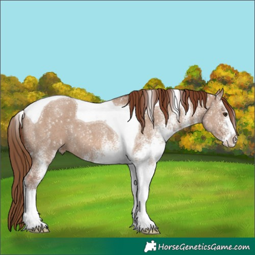 Horse Color:White Spotted Red Dun Tobiano 