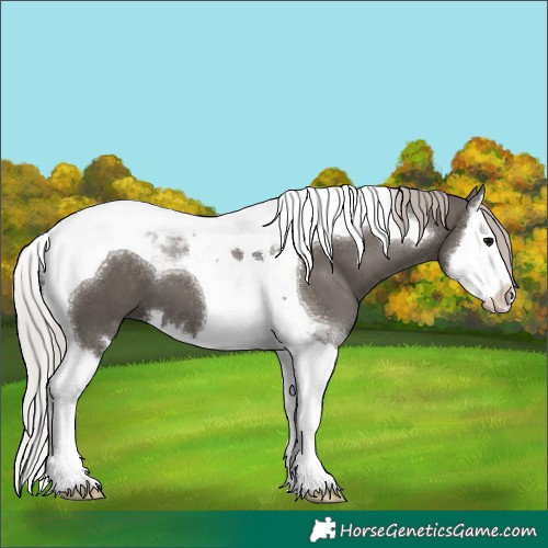 Horse Color:Silver Black Splash Tobiano 