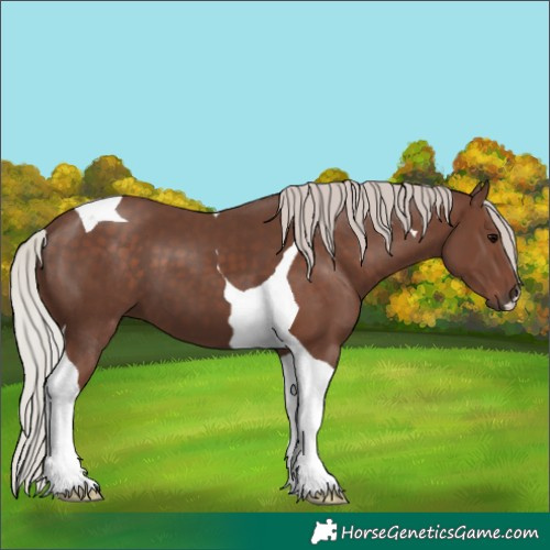 Horse Color:Silver Black Tobiano 
