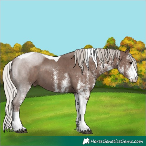 Horse Color:White Spotted Silver Black Tobiano 