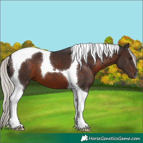 Horse Color:Silver Brown Tobiano 
