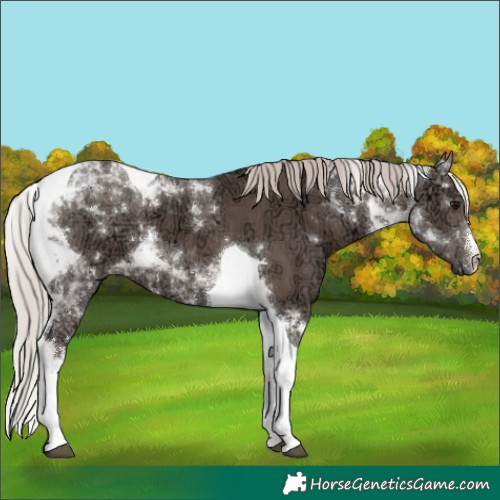 Horse Color:White Spotted Silver Black Ice Tobiano 