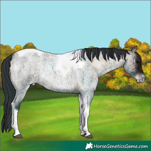 Horse Color:Brown Ice Roan Onyx Tobiano Appaloosa 