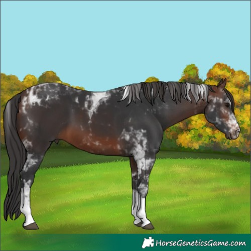 Horse Color:Brown Tobiano